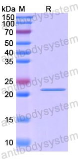 Recombinant Human H4C1 Protein, N-His-SUMO & C-Strep