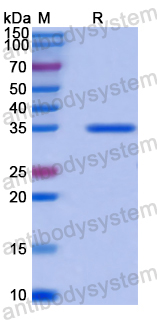 Recombinant Human RPS26 Protein, N-GST & C-His