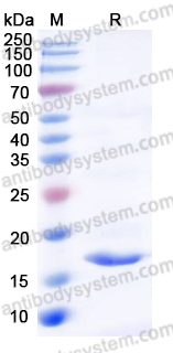 Recombinant Human PPIA Protein, Tag free