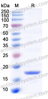 Recombinant Human PPIA Protein, C-His