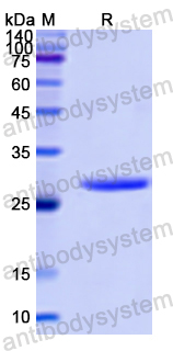 Recombinant Human GRB2 Protein, N-His