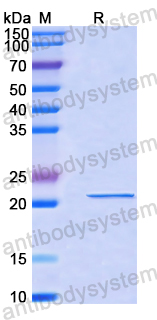 Recombinant Human SNRPN Protein, N-His-SUMO