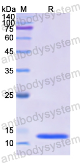 Recombinant Human SUMO1 Protein, N-His