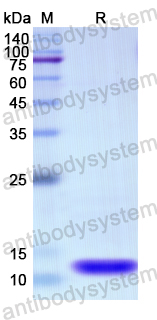 Recombinant Human SELENOW Protein, N-His