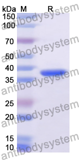 Recombinant Human SELENOW Protein, N-GST & C-His