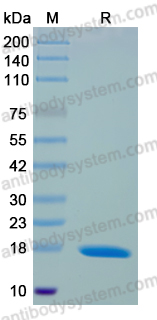 Recombinant Human YBX1 Protein, N-His