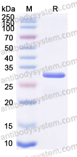 Recombinant Human PAFAH1B2 Protein, C-His