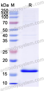 Recombinant Human HBA1 Protein, N-His