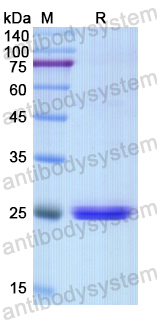 Recombinant Human CXADR Protein, N-His
