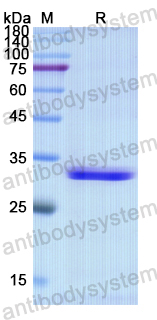 Recombinant Human SH3BP2 Protein, N-His