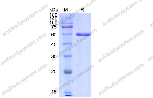 Recombinant Human DLG4/PSD95 Protein, N-His