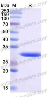 Recombinant Human GSTO1 Protein, N-His