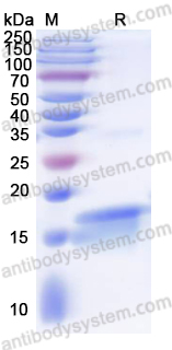 Recombinant Human BTG2 Protein, N-His