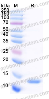 Recombinant Human CCL8/MCP-2 Protein, Tag free