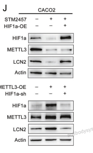 Western Blot for Recombinant Human LCN2 Protein, N-His ?>