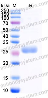 Recombinant Human HAMP/Hepcidin Protein, N-GST