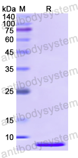 Recombinant Human DEFB103A Protein, N-His