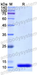Recombinant Human DCD Protein, N-His