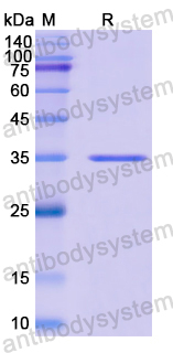 Recombinant Human MRPS22 Protein, N-His