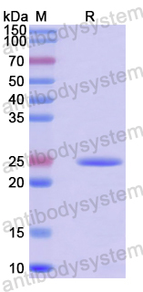 Recombinant Human MRPS25 Protein, N-His-SUMO