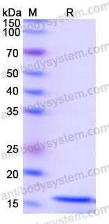 Recombinant Human MRPS15 Protein, N-His