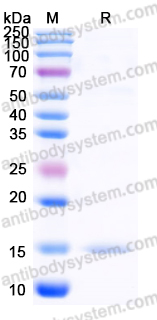 Recombinant Human RBP5 Protein, Tag free