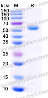 Recombinant Human SMAD3 Protein, N-His-Flag