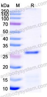 Recombinant Human TNFAIP6 Protein, N-His