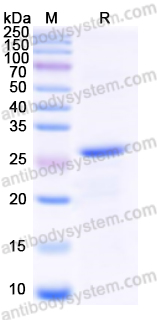 Recombinant Human MUC5AC Protein, N-His-SUMO