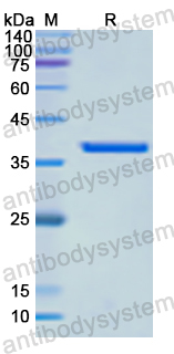 Recombinant Human FBLN2 Protein, N-His