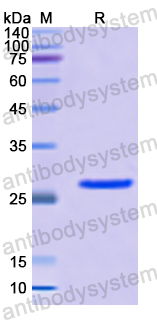 Recombinant Human HSPG2 Protein, N-His