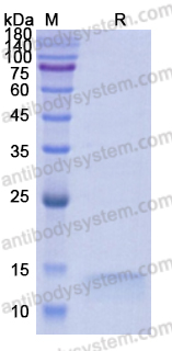Recombinant Human CYCS Protein, N-His