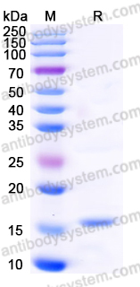 Recombinant Human CYCS Protein, C-His