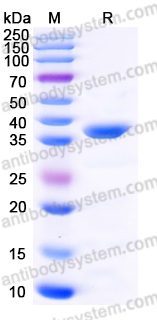 Recombinant Human PITPNA Protein, N-His