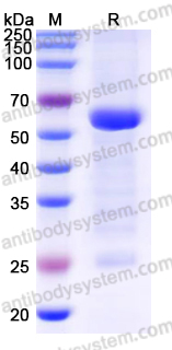 Recombinant Human GTF2B Protein, N-GST