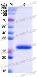 Recombinant Human HNRNPU Protein, N-His
