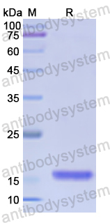 Recombinant Human CACNA1B Protein, N-His