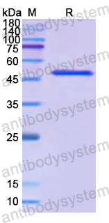 Recombinant Human IRF9 Protein, N-His