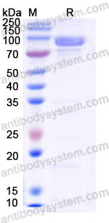 Recombinant Human MDM2 Protein, N-His