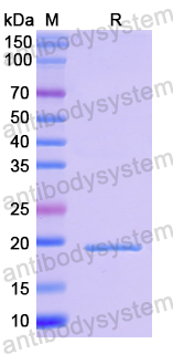 Recombinant Human SET Protein, N-His