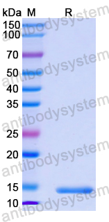 Recombinant Human SRSF2/SC-35 Protein, N-His