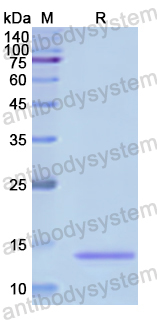 Recombinant Human PMP22 Protein, N-His