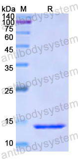 Recombinant Human CAP1 Protein, N-His