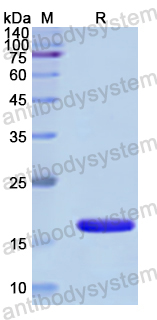 Recombinant Human CAP1 Protein, N-His
