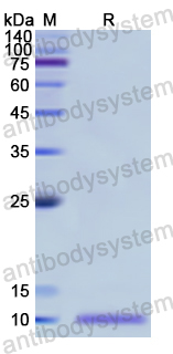 Recombinant Human DEFA5 Protein, N-His