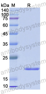 Recombinant Human DEFA5 Protein, N-His-SUMO