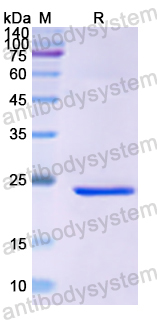 Recombinant Human FLI1 Protein, N-His