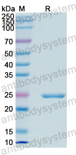 Recombinant Human TFAP4 Protein, N-His