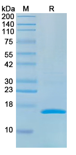 Recombinant Human MC1R Protein, N-His