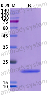 Recombinant Human POU5F1/OCT3/OCT4 Protein, N-His